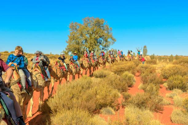 Psynchronize Australia|Uluru Camel Tours: An Unforgettable Desert Experience