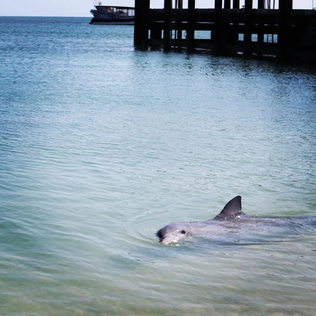 Psynchronize Australia|Can You Touch Dolphins at Monkey Mia? Dolphin Rules & Tips